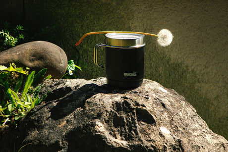 Rock, Pflanze, Tasse, Blume, Boden