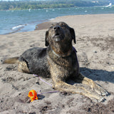 Hund, Strand, brindle, Halsband, Spielzeug